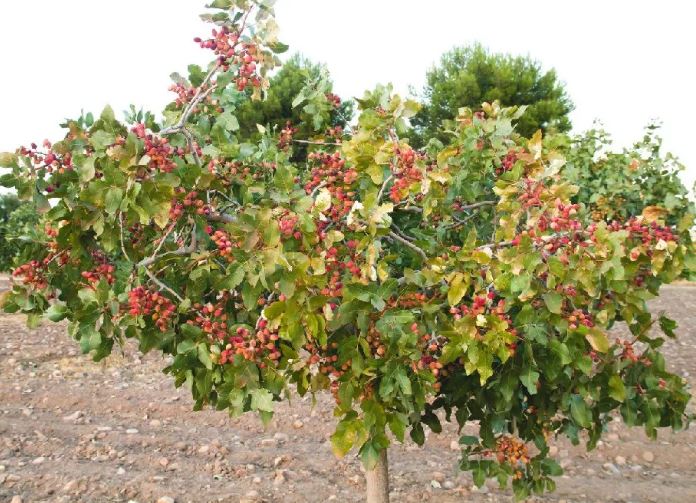 درختان مقاوم به خشکی و شوری