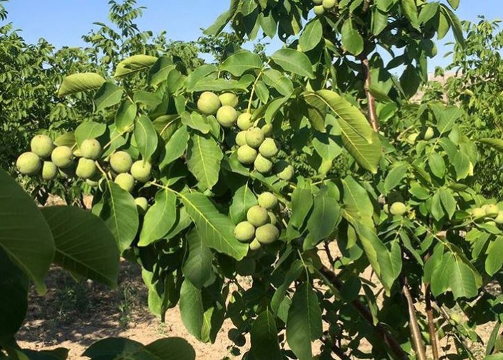 آبیاری نهال گردو