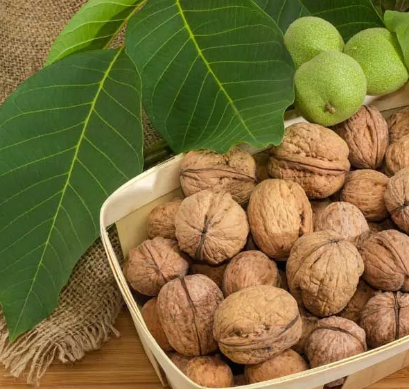 مزان چیدن گردو