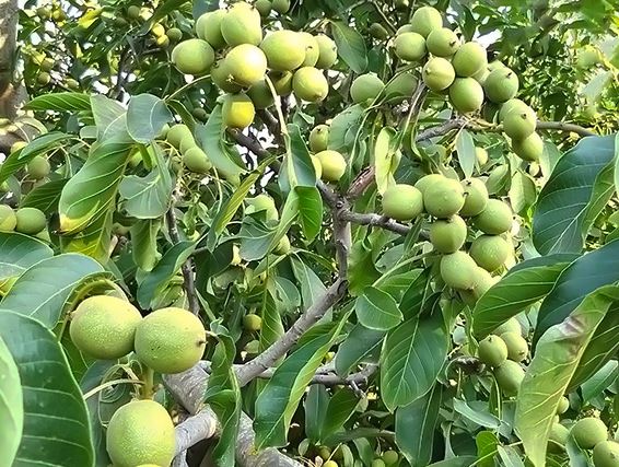 بهترین نژاد گردو برای مناطق گرم