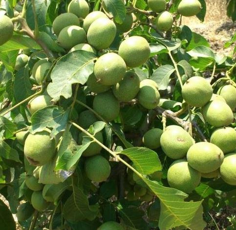 بهترین نژاد گردو برای مناطق معتدل