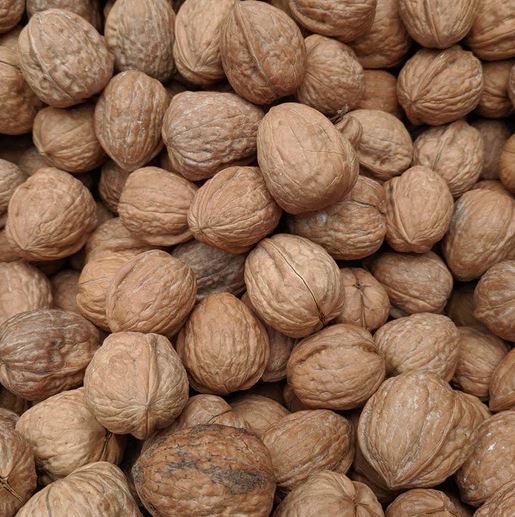 معرفی بیماری های نهال گردو