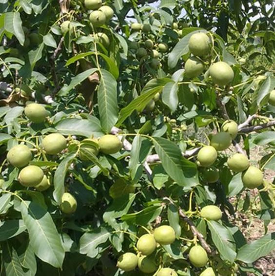 کدام نژاد گردو زودتر بار میدهند
