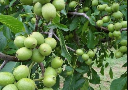 معرفی بهترین نژاد گردو برای تمام مناطق + چه گردویی بکارم