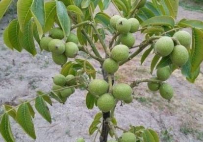 نهال گردو چند ساله بار میدهد ؟ دلایل بار ندادن نهال گردو