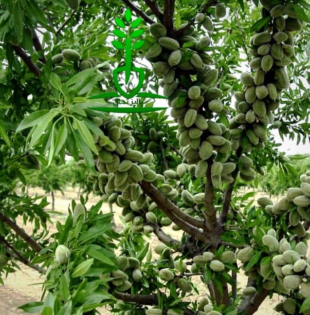نهال بادام تبریز