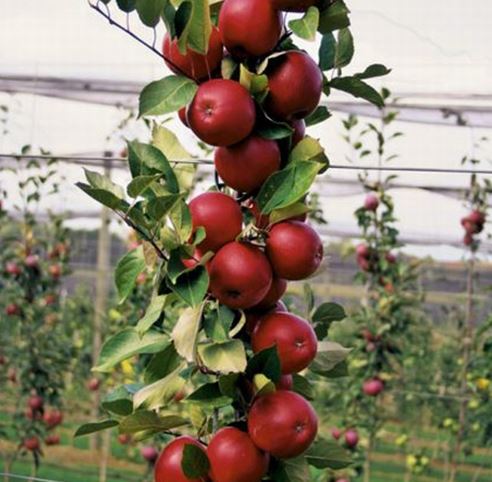 سیب پایه کوتاه ستونی