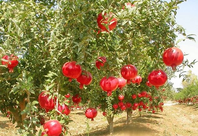 نهال انار ساوه