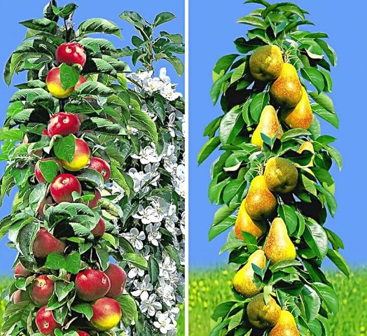 گلابی پایه کوتاه ستونی