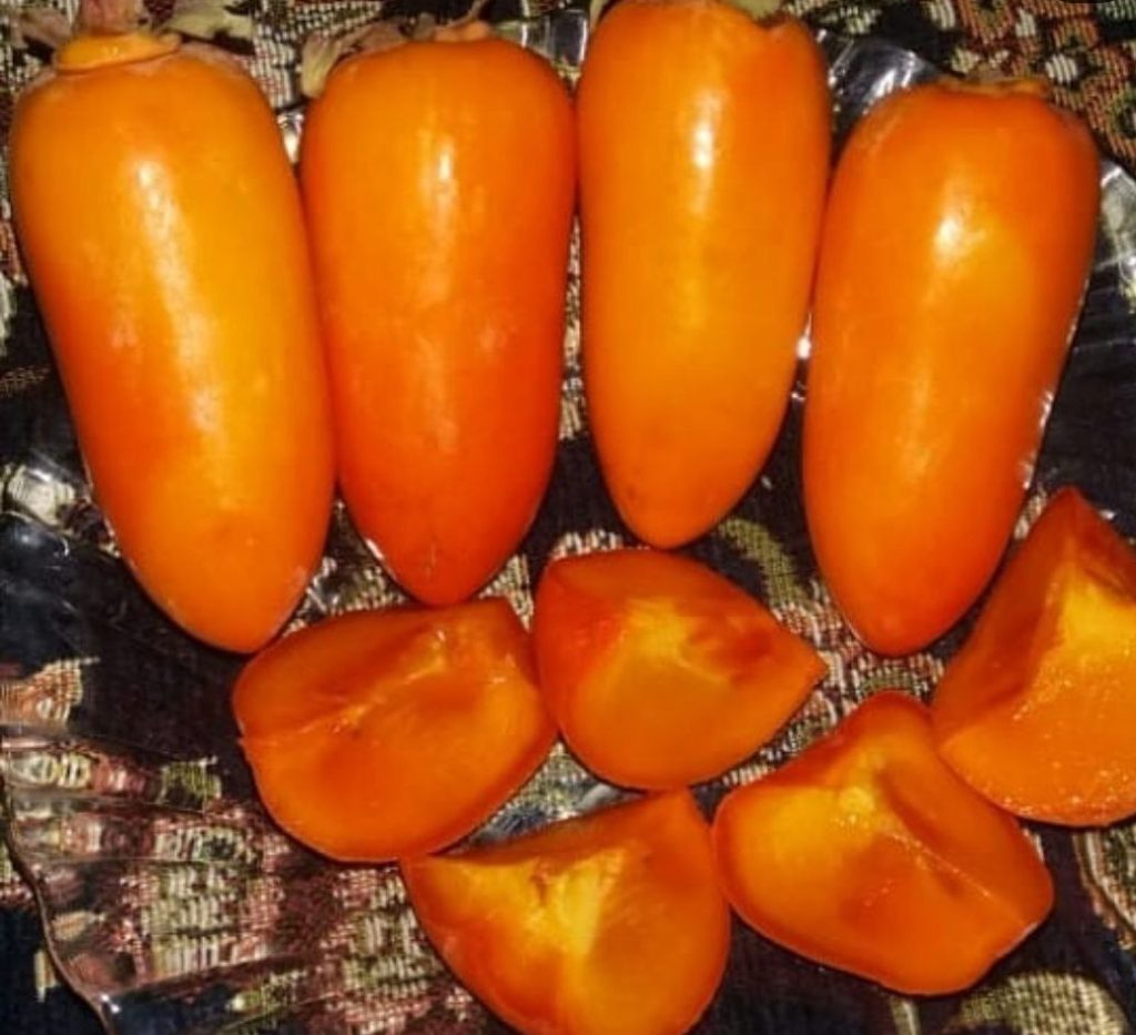 نهال خرمالو موزی