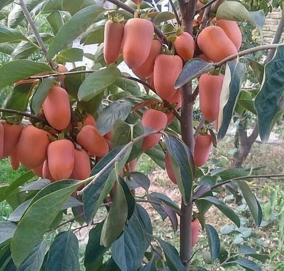 باردهی نهال خرمالو موزی