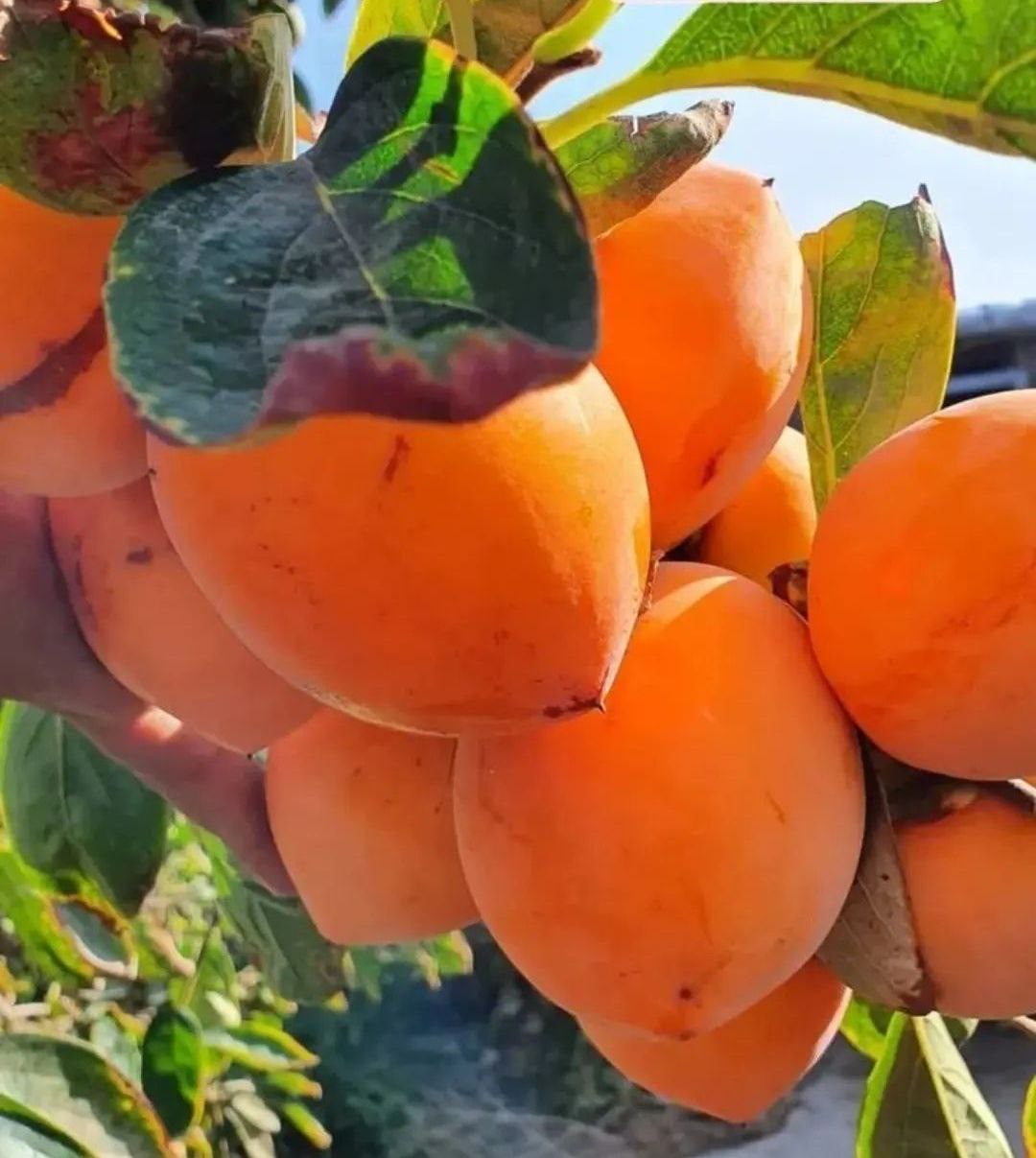 هرس نهال خرمالو موزی