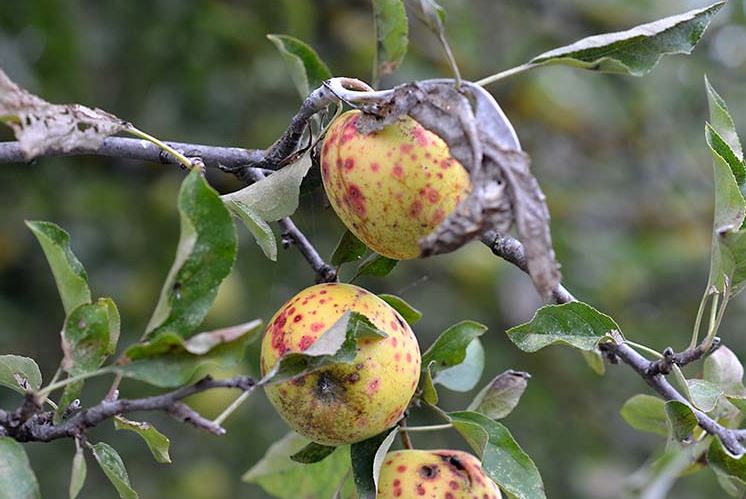 کاهش بیماری درخت سیب