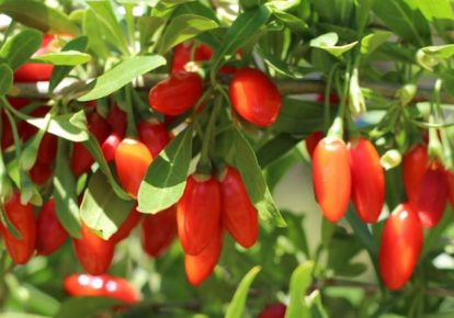 خرید نهال گوجی بری پربار ۳ ساله محصول دار