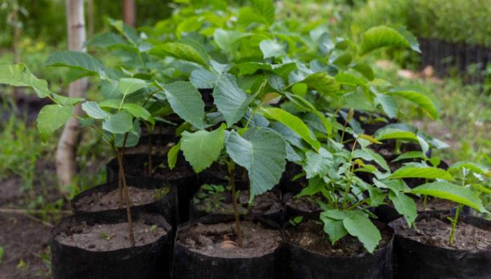 خاک مناسب برای کاشت درخت گردو