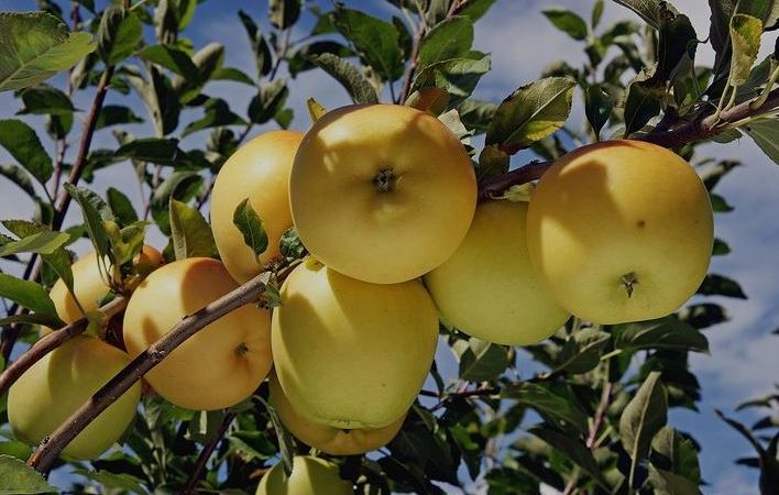 خرید نهال سیب زرد اصلاح شده  پیوندی اصل