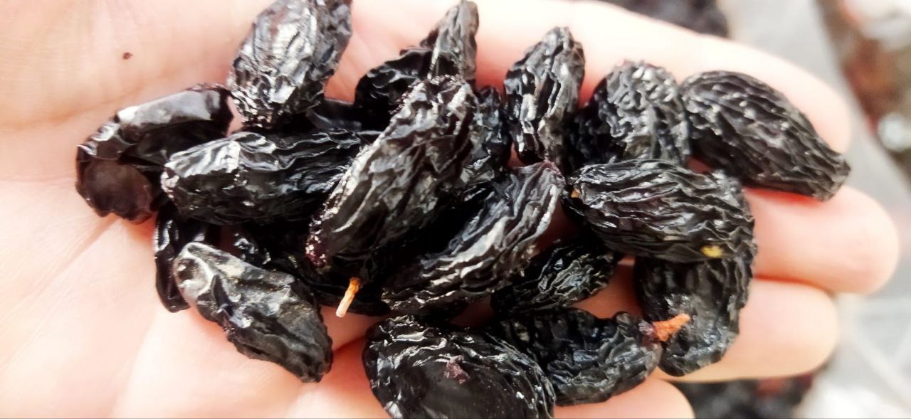 خرید نهال آنتپ کاراسی