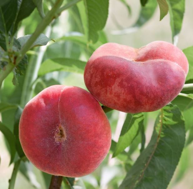 خرید نهال هلو انجیری