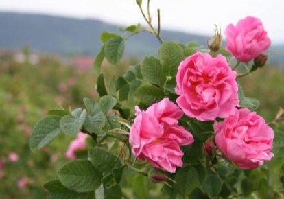 خرید نهال گل محمدی اصلاح شده بدون خار خرید نهال گل محمدی اصلاح شده بدون خار
