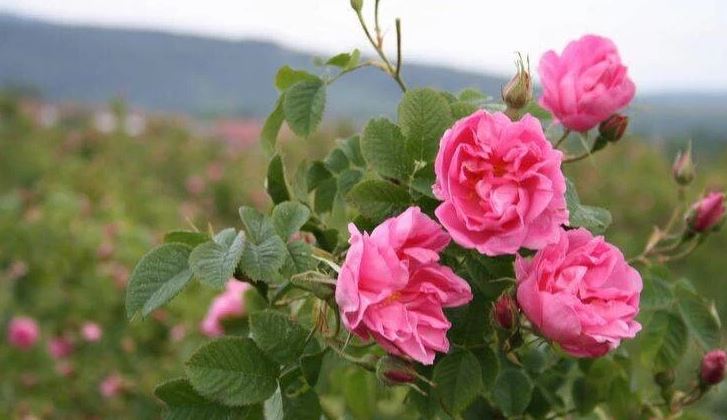 خرید نهال گل محمدی اصلاح شده بدون خار