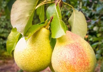 راهنمای جامع کاشت نهال گلابی- از نهال تا درخت پر محصول