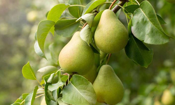 آموزش کامل کاشت نهال گلابی