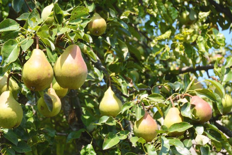 کاشت و پرورش نهال گلابی