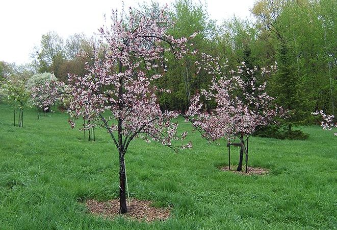 آموزش حرفه ای و کامل کاشت نهال گیلاس