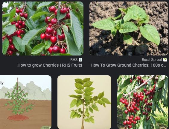 روش کاشتن نهال گیلاس