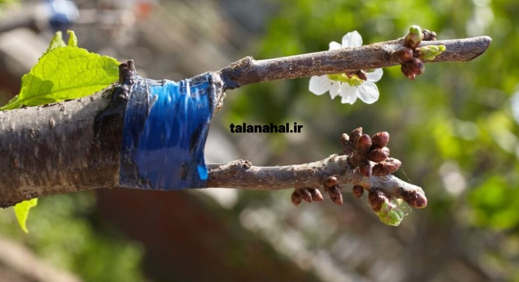 پیوند تاجی